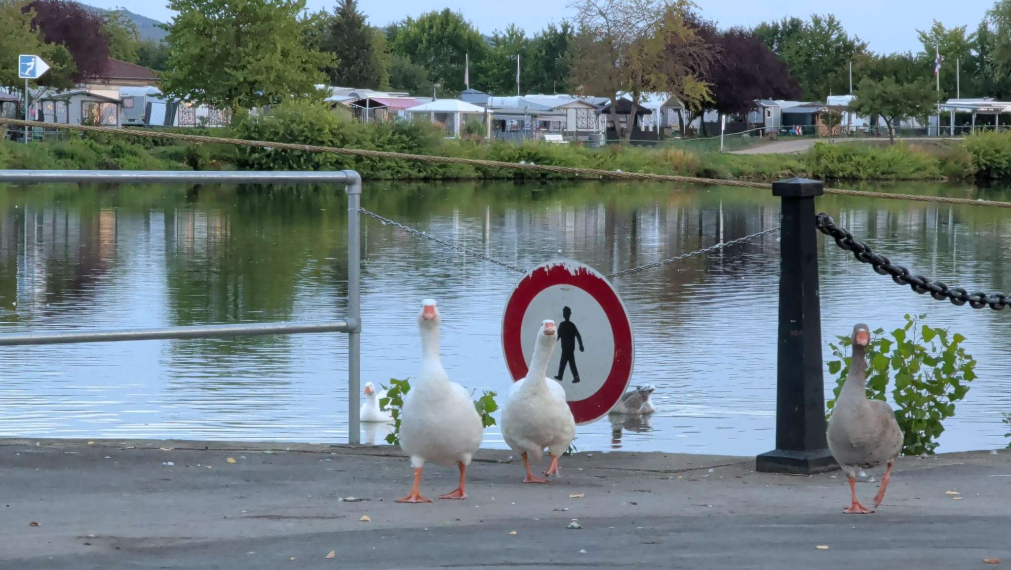 Three geese walking on the pavement in front of an "access prohibited" sign next to a river.